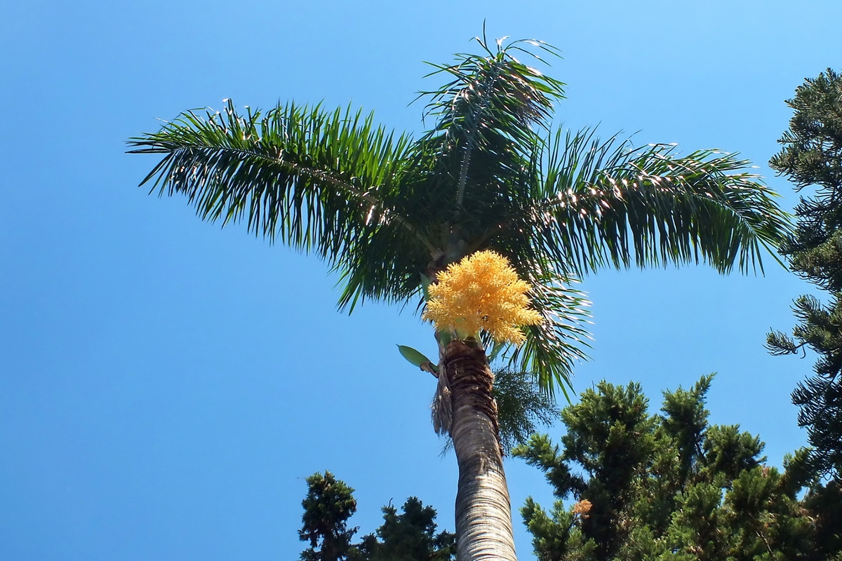 Palmeira Rabo-de-raposa