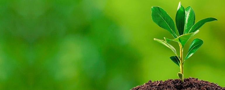 Plantação de Árvores