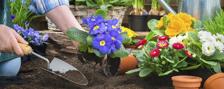 Plantação de Flores