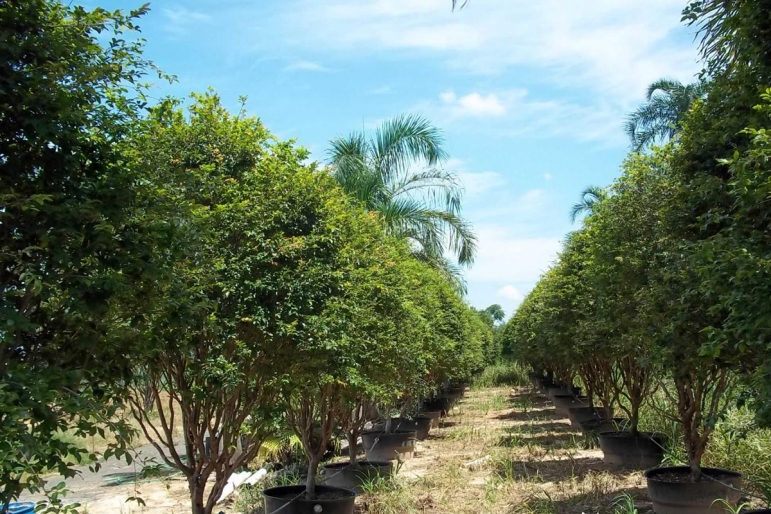 Jabuticabeira Sabará