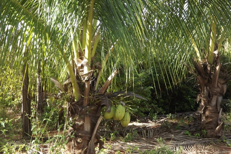 Coqueiro Anão